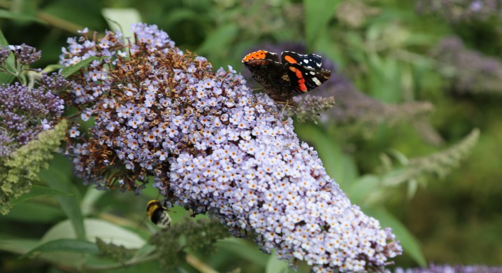 512A1896_20130730_Tigín Butterfly Bush_q10Crop
