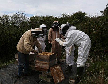 512A7482 - 20140519 - iBeekeepers Grafting Group at Fermoyle Castle(q10b+40c00Crop)