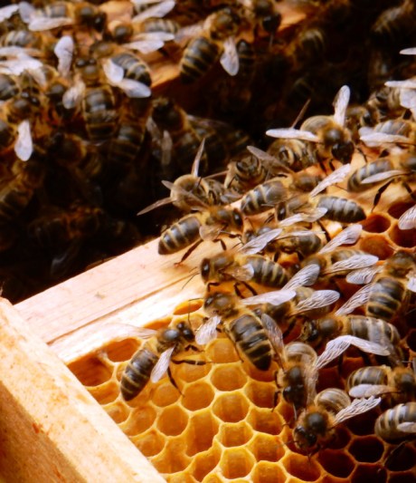 Black bee images - (3)